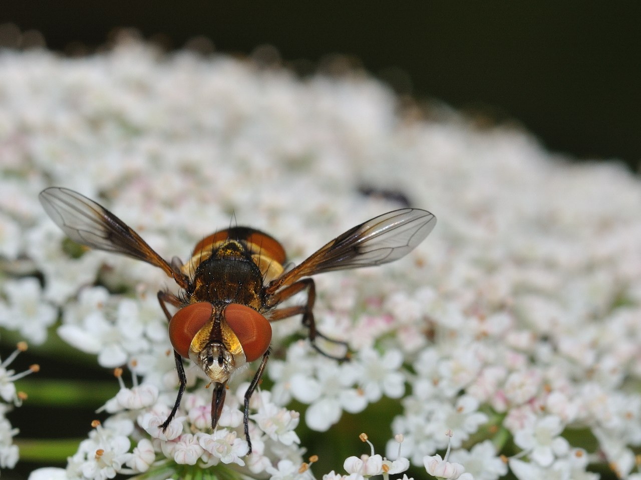 Femmina di Ectophasia sp.